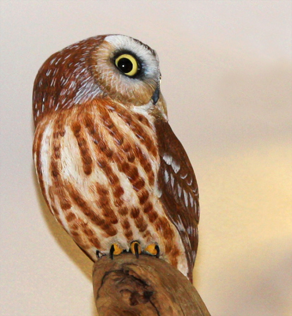 Saw Whet Owl